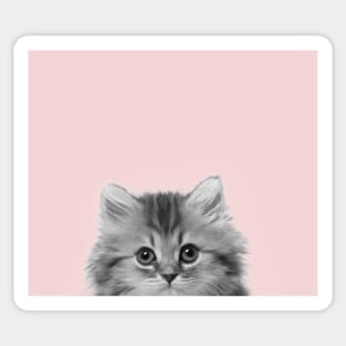 Blush pink kitten pop Sticker